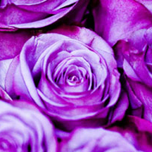 云呼网页版在线轰炸机